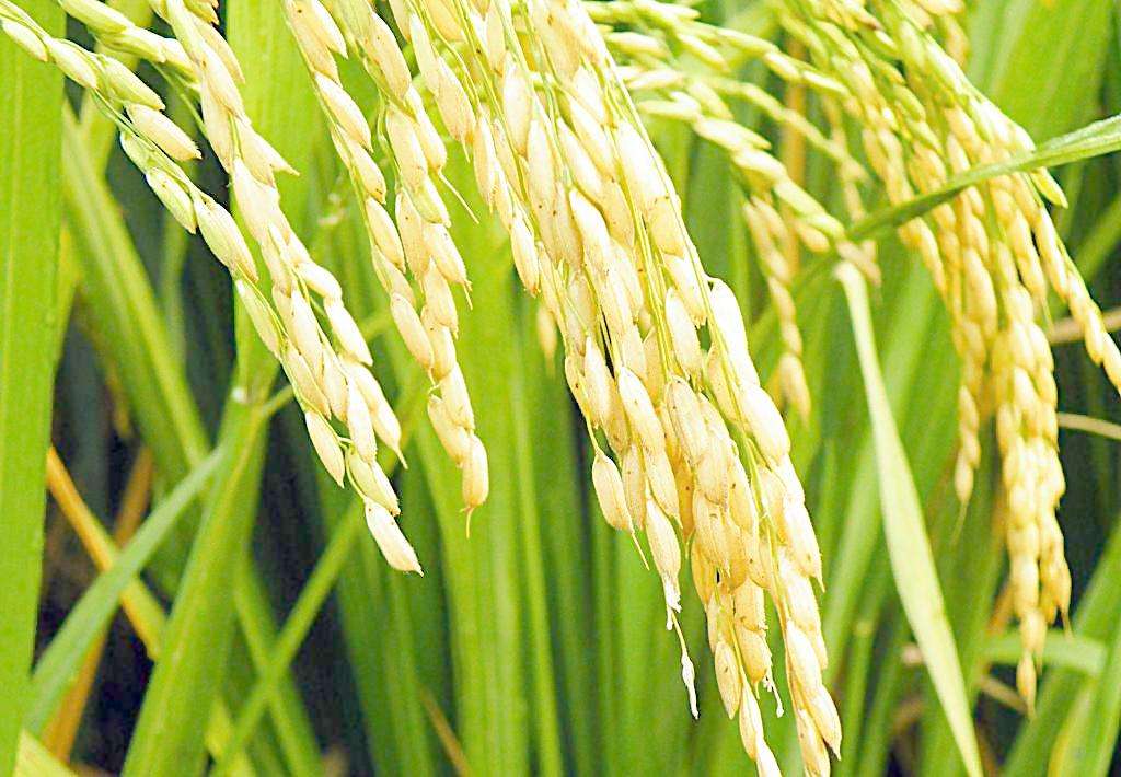 移動式烘干機(jī)物料